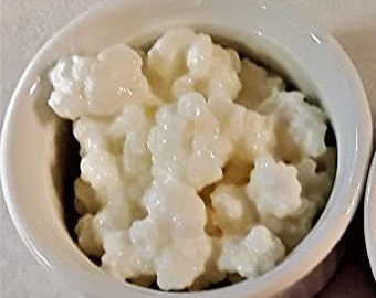 Live Milk Kefir Grains