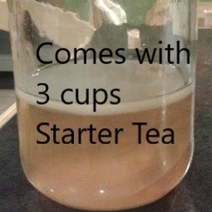 Poseymom  Kombucha scoby with 3 cups of starter tea