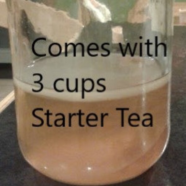 Poseymom  Kombucha scoby with 3 cups of starter tea