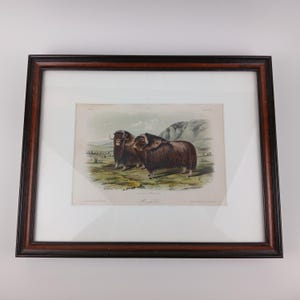 Antique Audubon Musk Ox Lithograph Plate Framed Natural History Print Victorian Era Animal Illustration Imperial Folio Edition