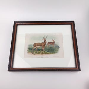 Antique Audubon Black Tail Deer Lithograph Plate Framed Natural History Print Victorian Era Animal Illustration Imperial Folio Edition