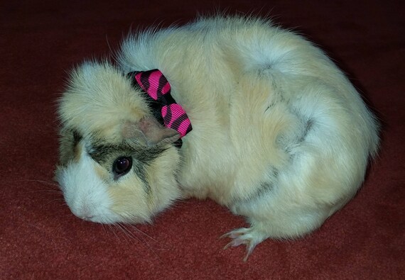 Guinea pig collar Clearance