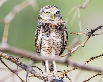 Burrowing Owl - Tree