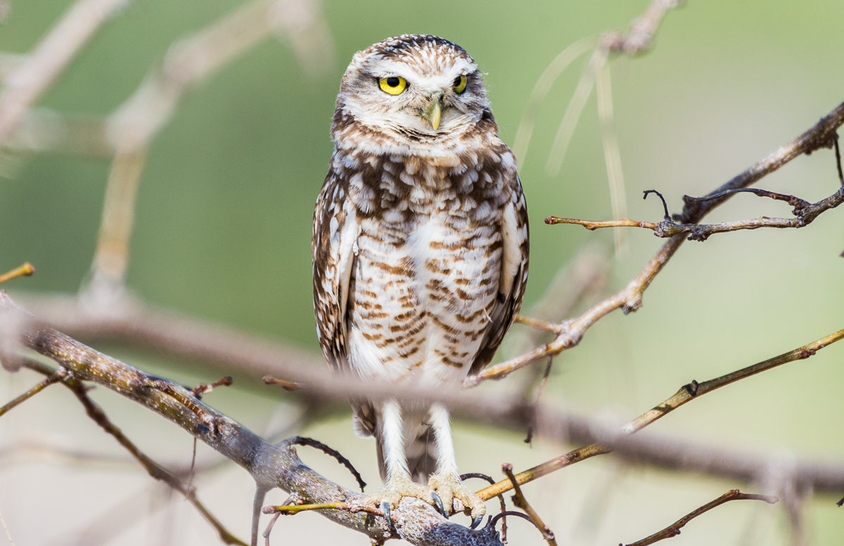 Burrowing Owl - Tree