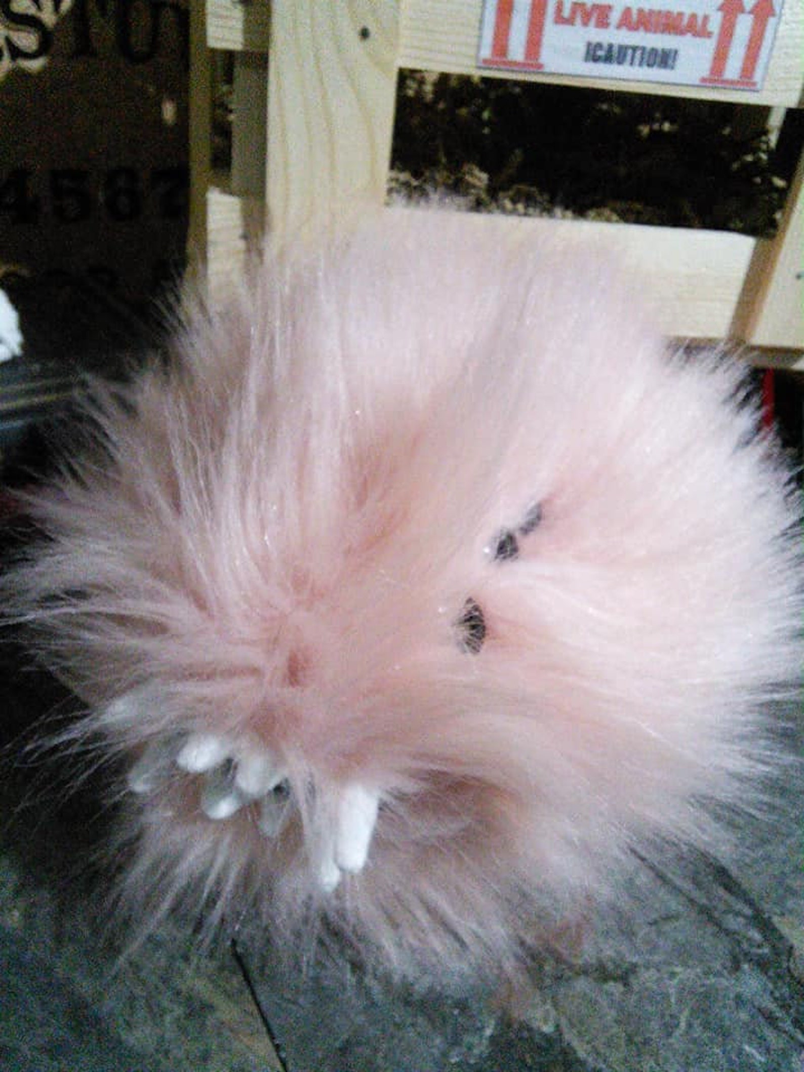 Crated Creature Mirror Universe Monster Tribble Classic Pink Etsy