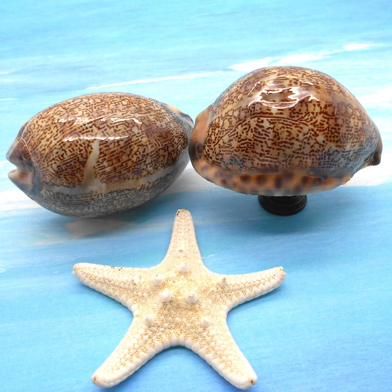 Knobs / COWRIE SHELLS / Shell Knobs Sea Shell Knobs Etsy