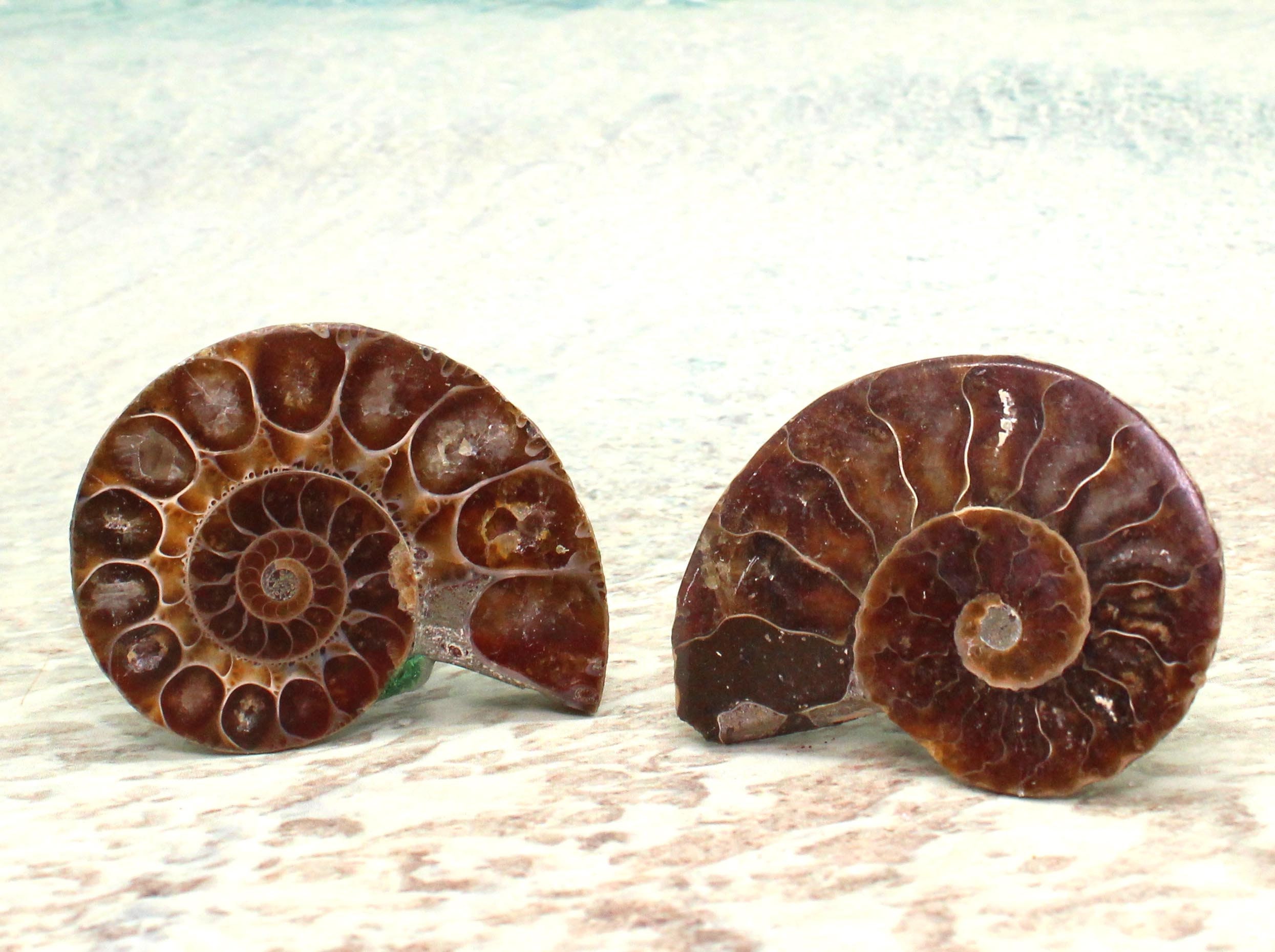 Knobs / AMMONITE / Dark Ammonite Cabinet Knobs Set of 2, Stone Cabine…