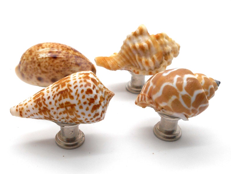 Knobs Shell Knobs Knobs Set of 4 Shell Etsy