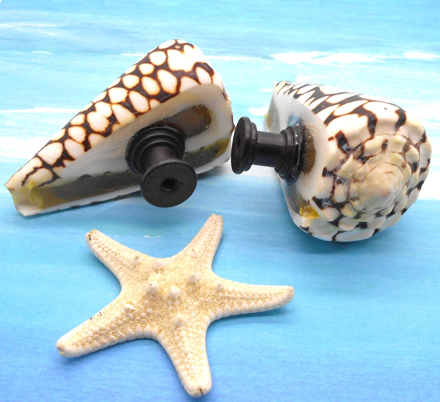 Knobs Sea Shell Knobs Knobs Cone Shell Knobs Etsy