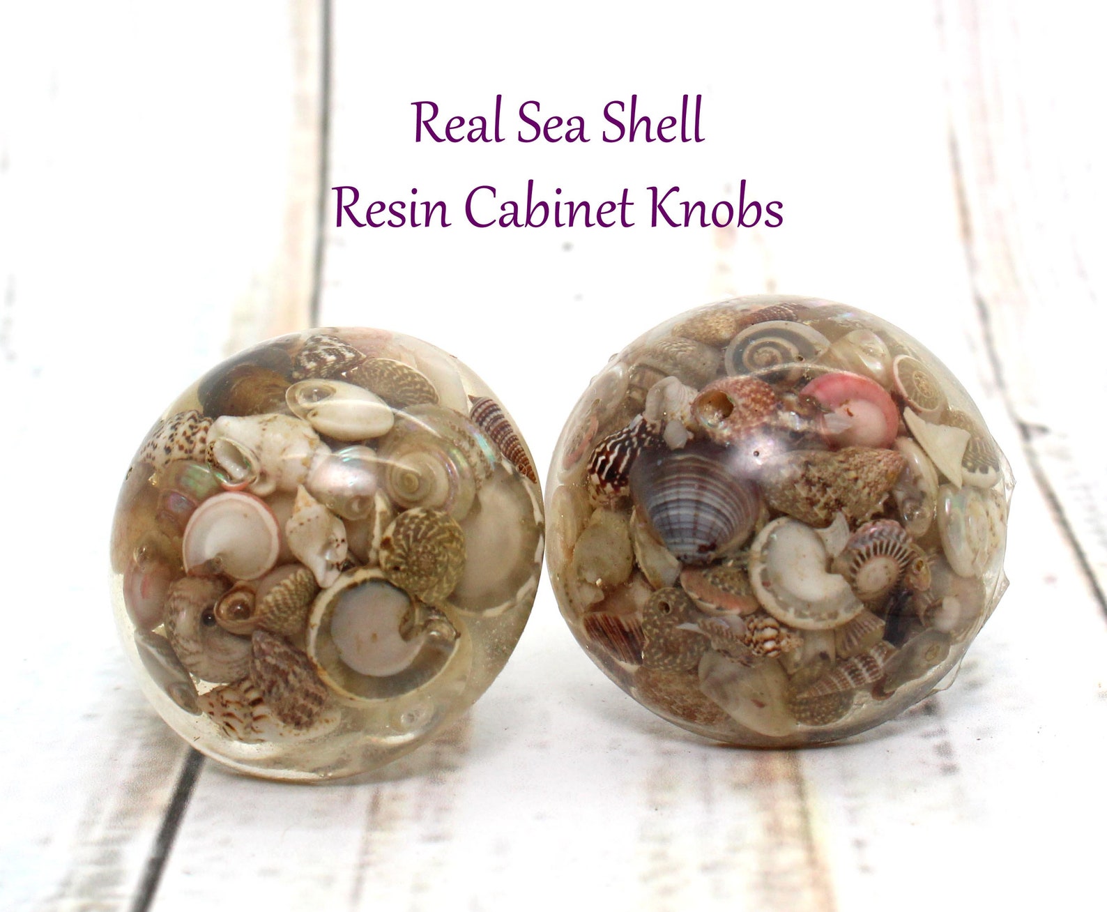 Knobs / Real SEA SHELL Knobs Set of 2 Etsy
