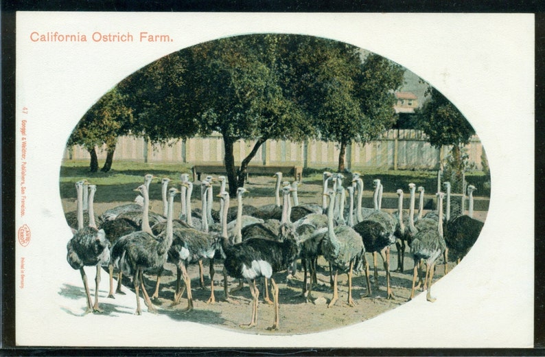 California Ostrich Farm Antique Undivided Back Postcard Unused 1901-1907
