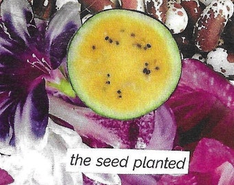 the seed planted - found text poetry collage, 8-page mini zine made from seed catalogs