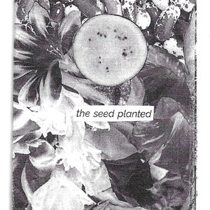 the seed planted found text poetry collage, 8-page mini zine made from seed catalogs image 2