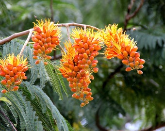 seeds concinna acacia shikakai potted tropical blooms plant