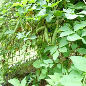 May include: A close-up of a green pea plant with long green pea pods growing on a trellis. The plant has many green leaves and is growing in a garden.