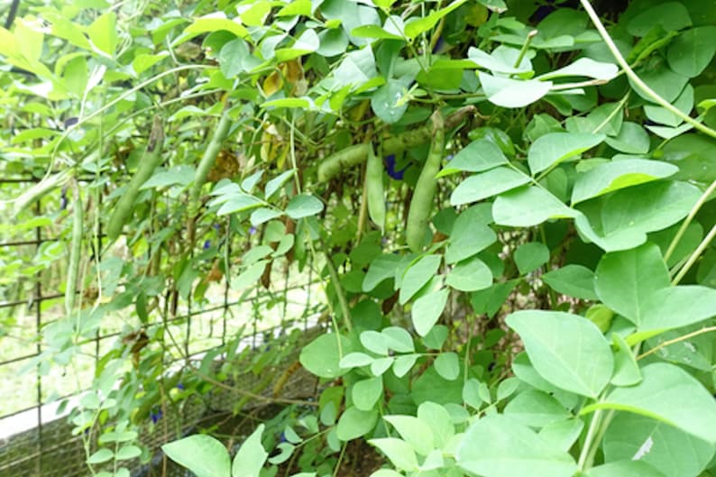 May include: A close-up of a green pea plant with long green pea pods growing on a trellis. The plant has many green leaves and is growing in a garden.
