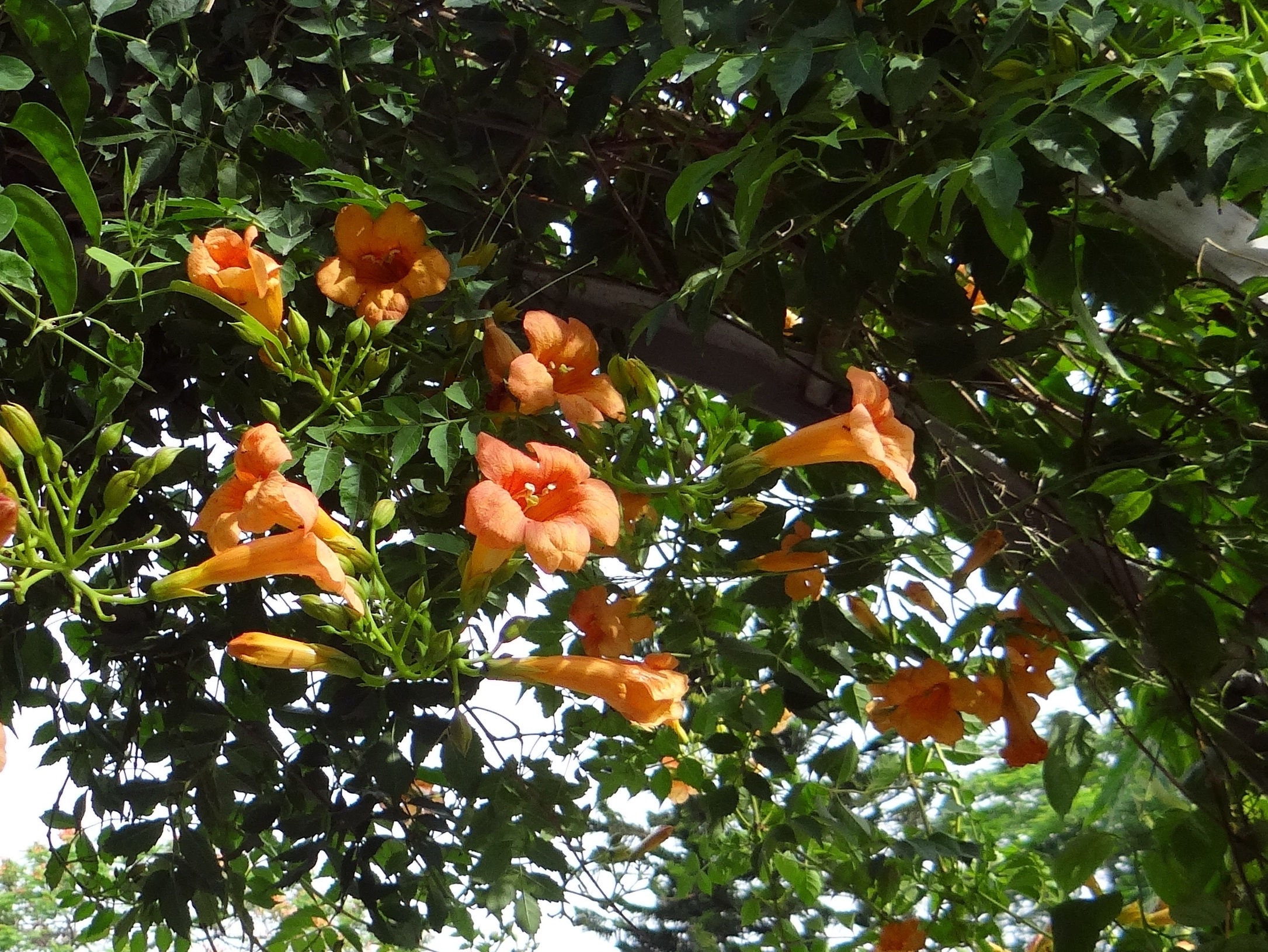 Trumpet Vine 20 Seeds hummingbird Vine See Description Etsy