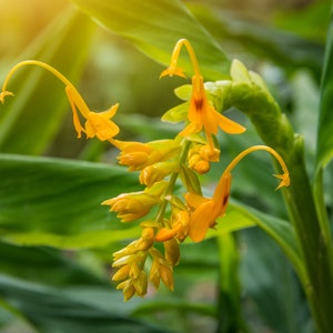 10 Seeds -Dancing Ladies Ginger- Ornamental Tropical -Yellow Blooms - Rare! Globba schomburgkii