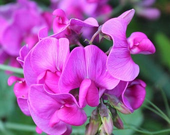 10 semillas raras de frijol espada tropical - Planta ornamental - Canavalia ensiformis