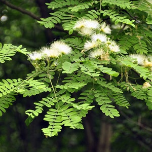 Tropical Seeds-White Siris Tree Albizia or Silk Tree 20 Seeds Albizia Procera image 2
