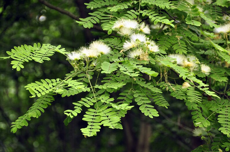 Tropical Seeds-White Siris Tree Albizia or Silk Tree 20 Seeds Albizia Procera image 2