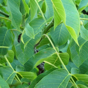 20 Tropical Heirloom SEEDS- Drooping Fig -Ficus semicordata-Save Big on More Packs -Mix and Match! Sale!