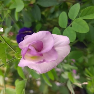 May include: A close-up of a light purple flower with a white center, blooming on a green vine. The flower is surrounded by green leaves.