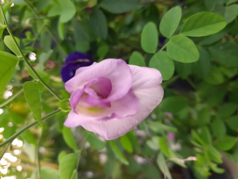 May include: A close-up of a light purple flower with a white center, blooming on a green vine. The flower is surrounded by green leaves.