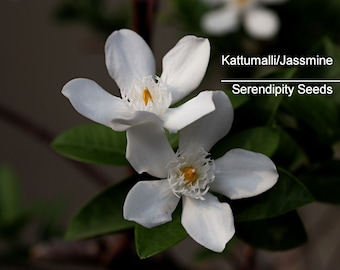 10 Kattumalli Jasmine Seeds -Jasminum trichotomum  - Seed Pack - Rare Find- Limited Supply