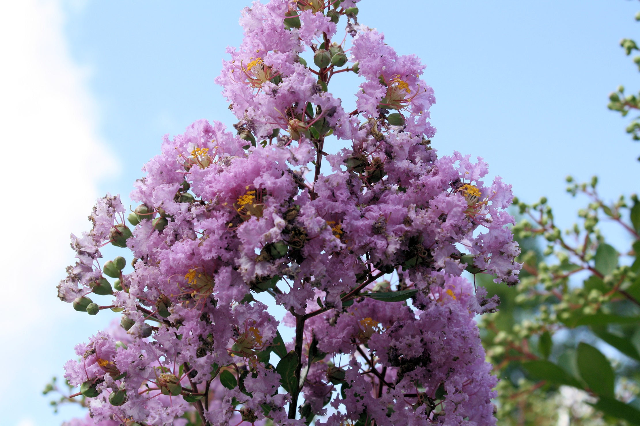 thumbnail image 2 of Violet Purple Crape Myrtle Seeds – 20 Fresh Exotic Flower Tree Seeds For Planting, Easy Grow Perennial, Humid Continental Climate, Full Sun Outdoor Beauty 2 of 4