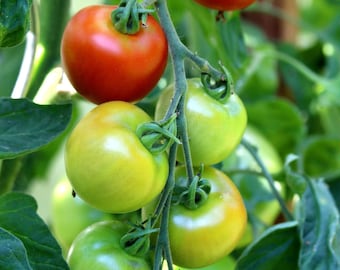 20 Heirloom Sub Arctic Plenty Tomato Seeds- Super Early!