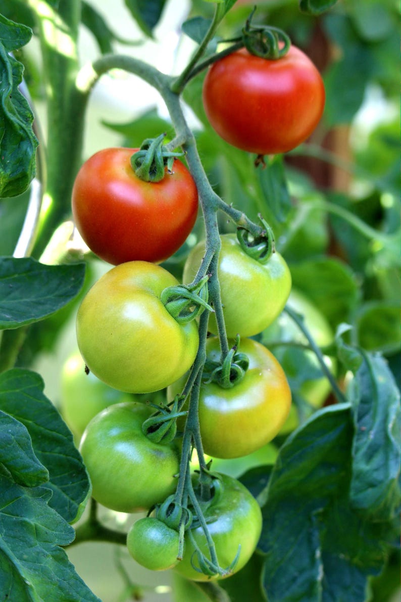 Sub Arctic Plenty Tomato Seeds