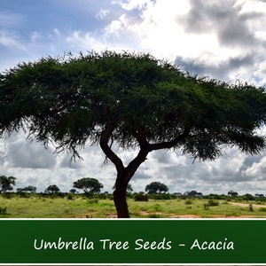 Tropical Seeds Umbrella Thorn Acacia 20 Seeds-See Listing Tree Seed Acacia Tortilis Vachellia image 1
