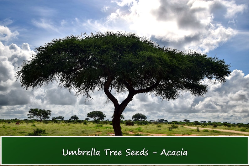 Tropical Seeds Umbrella Thorn Acacia 20 Seeds-See Listing Tree Seed Acacia Tortilis Vachellia image 1