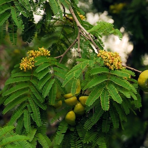 May include: A close-up of a tree branch with green leaves and yellow flowers. There are also several green seed pods on the branch.