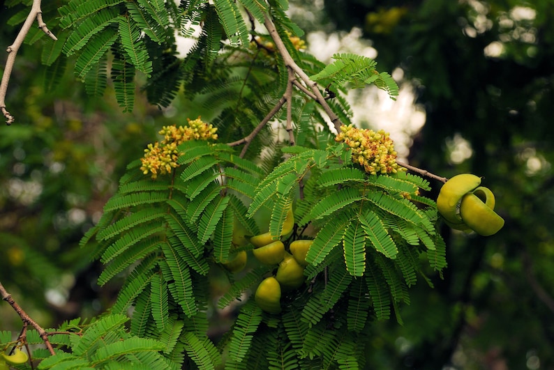 May include: A close-up of a tree branch with green leaves and yellow flowers. There are also several green seed pods on the branch.