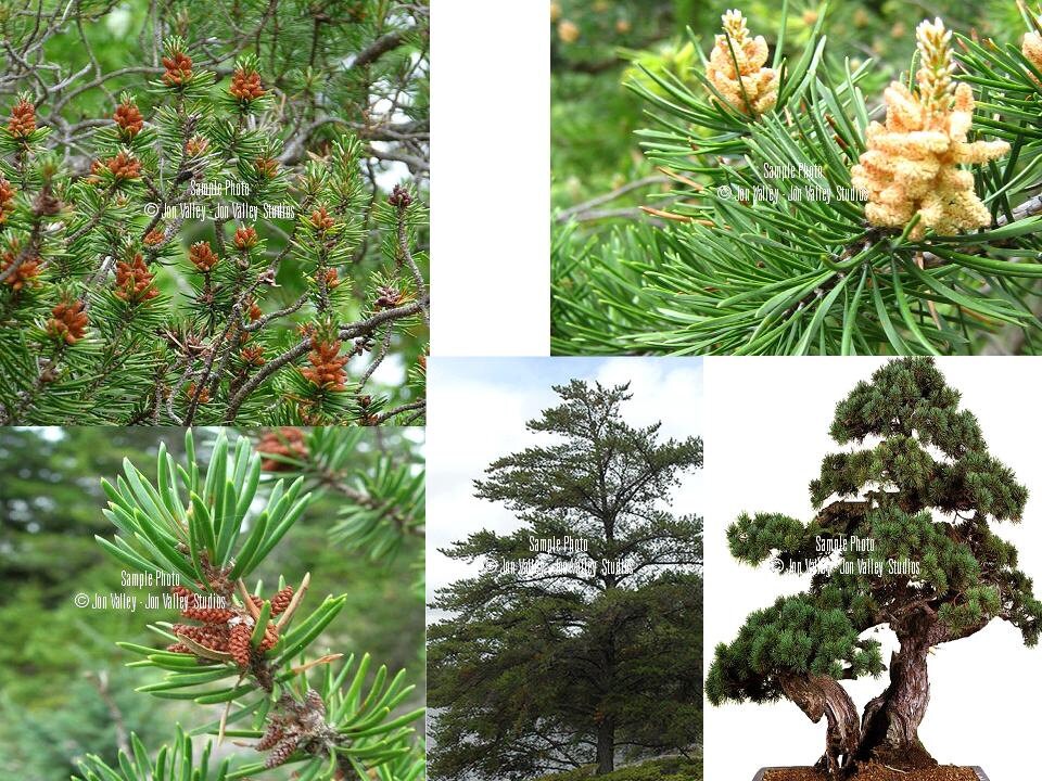 Jack Pine Tree 10 Seeds Bonsai or Standard tree Short Needles Etsy