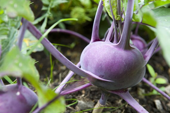 Kohl Rabi Purple 100 Vegetable Seeds Kohlrabi Stunning Purple Etsy