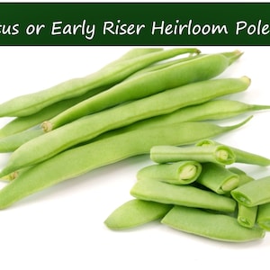 May include: A bunch of green Kwinthus or Early Riser heirloom pole beans, with some beans sliced open to show the inside.