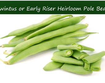 25 Heirloom Vegetable Seeds -Kwintus -Pole Bean- Romano Italian Style - Early Riser