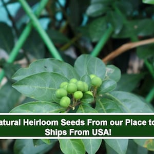10 Rare Heirloom Tropical Seeds -Be Still Tree -  - Rauvolfia tetraphylla-Save Big on More Packs -Mix and Match! Sale!