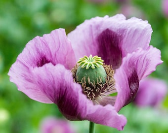 100 Heirloom Flower Seeds- Hungarian Breadseed Poppy - Purple