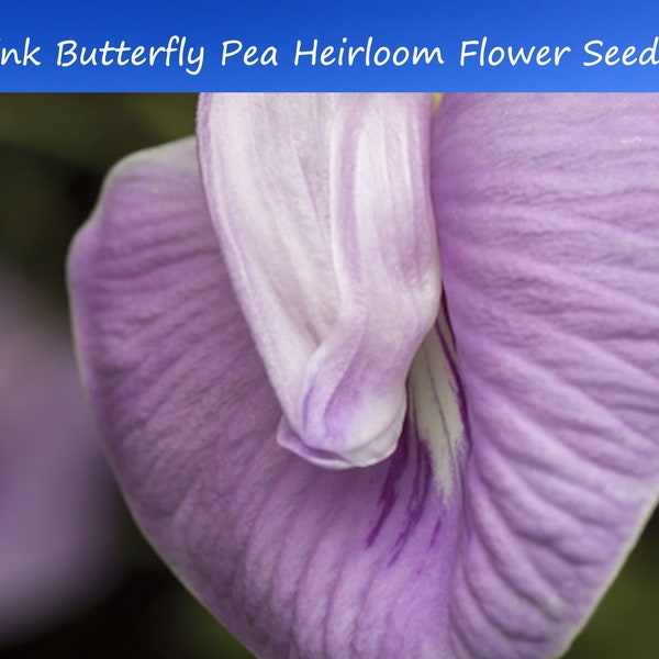 Tropical Seeds- Pink Butterfly Pea- 10 Heirloom Seeds- Rare- Very Limited Supply- Centrosema Pubescens