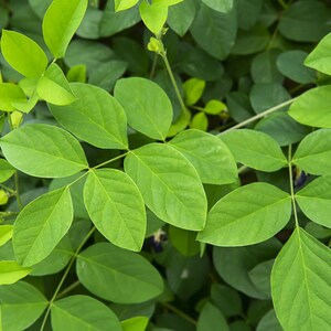 May include: A close-up of a green leafy plant with several leaves. The leaves are arranged in a cluster and have a smooth, glossy texture.