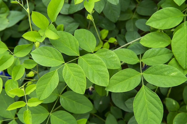 May include: A close-up of a green leafy plant with several leaves. The leaves are arranged in a cluster and have a smooth, glossy texture.