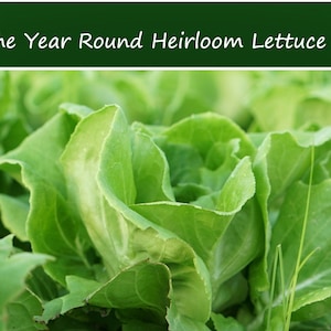 250 All Natural Heirloom Lettuce SEEDS - All the Year Round Butterhead - Save Big on More Packs -Mix and Match- Sale!