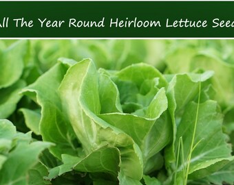 Lettuce SEEDS - All the Year Round Butterhead Lettuce -250 Heirloom Seeds -Beautiful Color - Excellent Salad