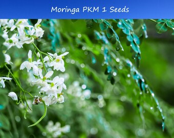 10 Moringa Oleifera-PKM1 -Larger Yields!