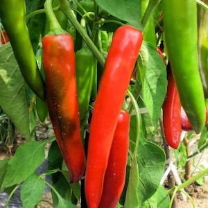 20 Heirloom Vegetable Seeds -Anaheim Chile Pepper- Save Big on More Packs -Mix and Match! Sale!