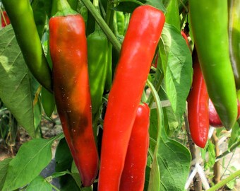 20 Heirloom Anaheim Chile Pepper Seeds